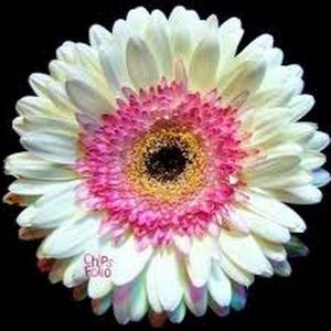 Meet your Posher, Cheryl